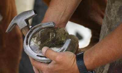 A farrier tending to a horses shoe