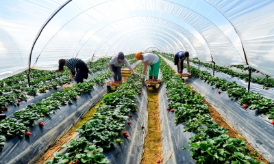 Migrant workers harvest strawberries in a poly tunnel