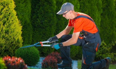 Man on one knee cutting small bush with hedge shears