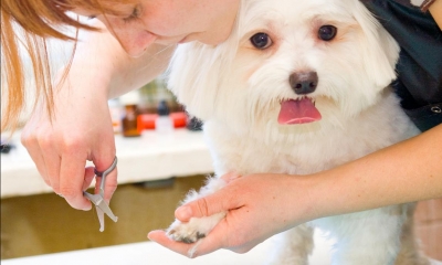Pet Grooming Legal Issues Business Law Donut