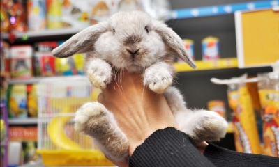 Person holding rabbit with animal products in background in pet shop