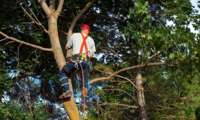Tree surgeon up a tree removing branches
