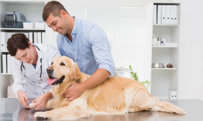 Vet checking a golden retrievers paws