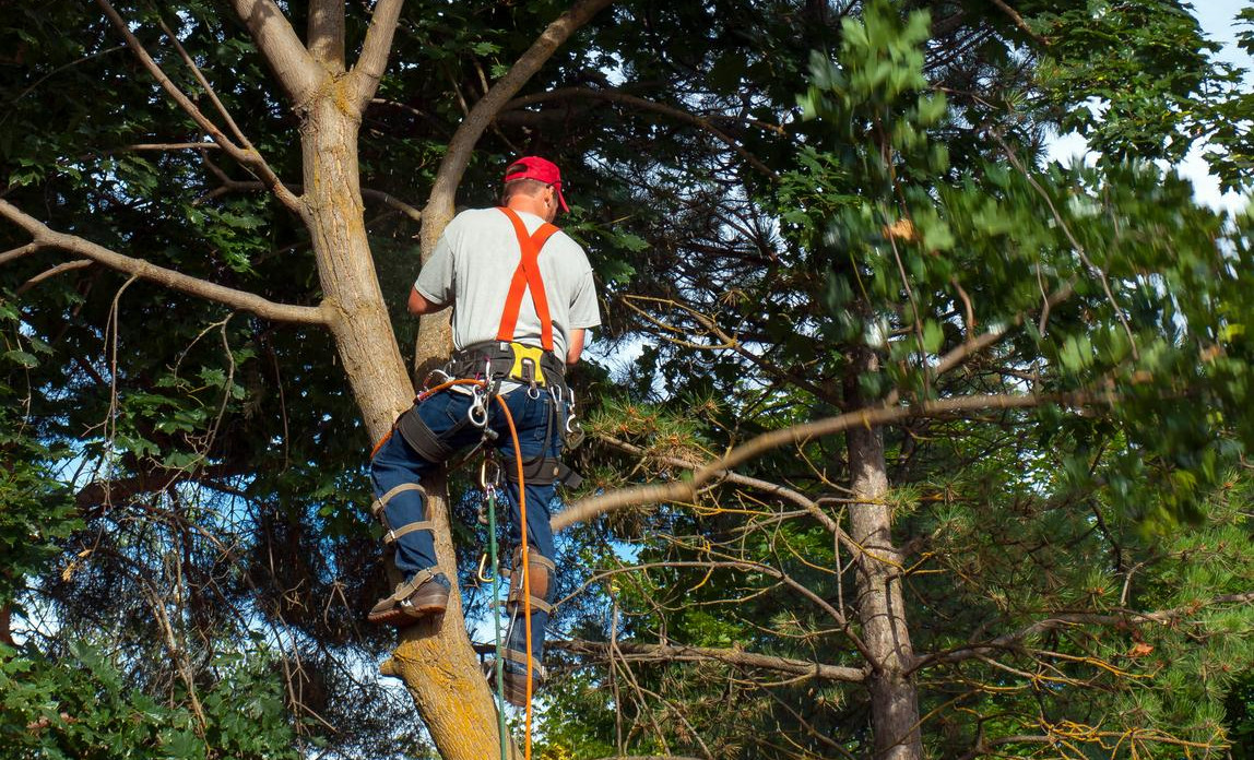 Tree surgeon legal issues | Business Law Donut