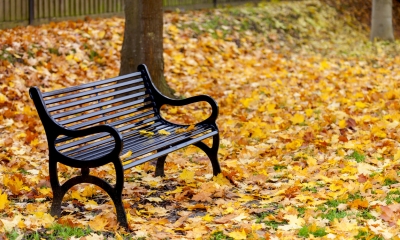 Empty park bench surrounded by fallen autumn leaves